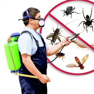 pest control Neffs